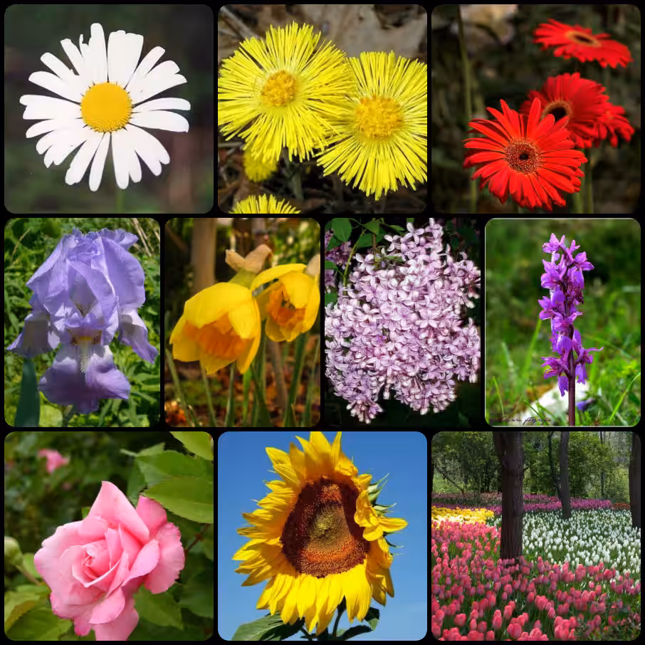 Flower-Image-Recognition